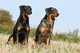 BEAUCERON 539